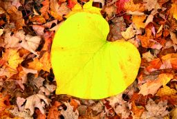 L'automne en Ardenne : 6 conseils pour profiter de cette saison colorée à 