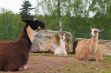 Les parcs animaliers dans les Ardennes - 7