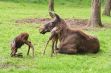 Les parcs animaliers dans les Ardennes - 16