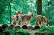 Les parcs animaliers dans les Ardennes - 17