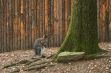 Les parcs animaliers dans les Ardennes - 32