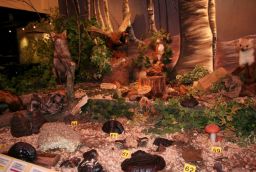 L'enclos des Fr�nes � Province du Luxembourg